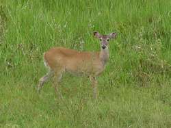 Venado en el hato piñero